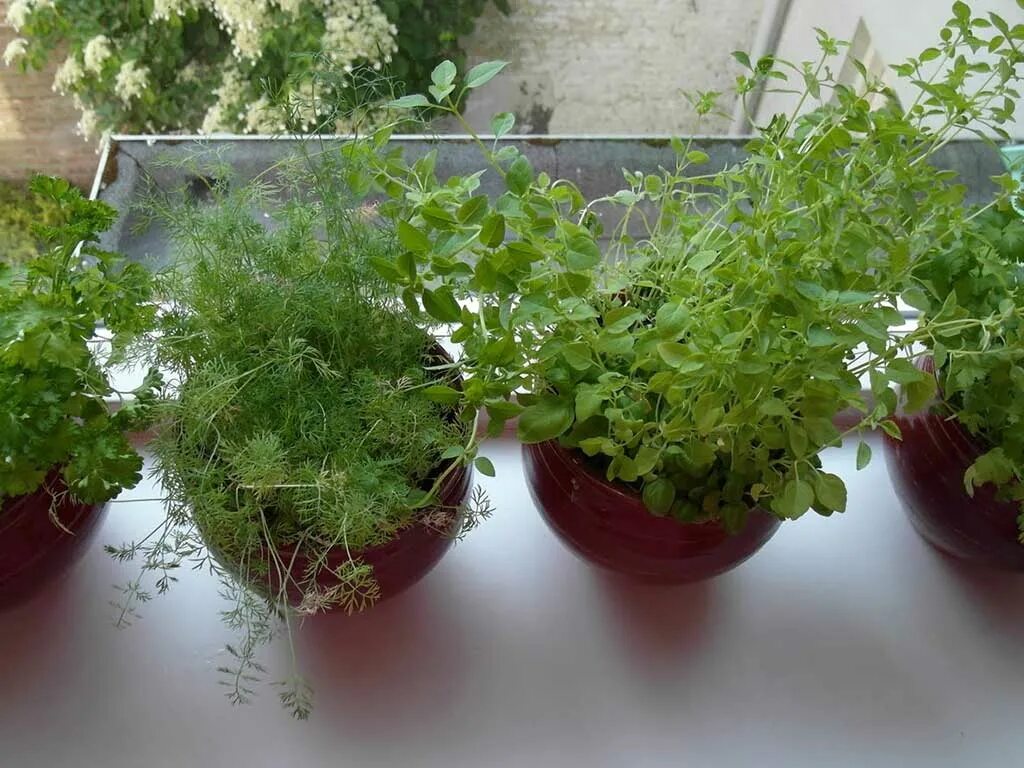 Зелень на окне. Микрозелень петрушка. Выращиваем зелень зимой. Выращиваем зелень зимой. Кинза укроп петрушка на балконе.