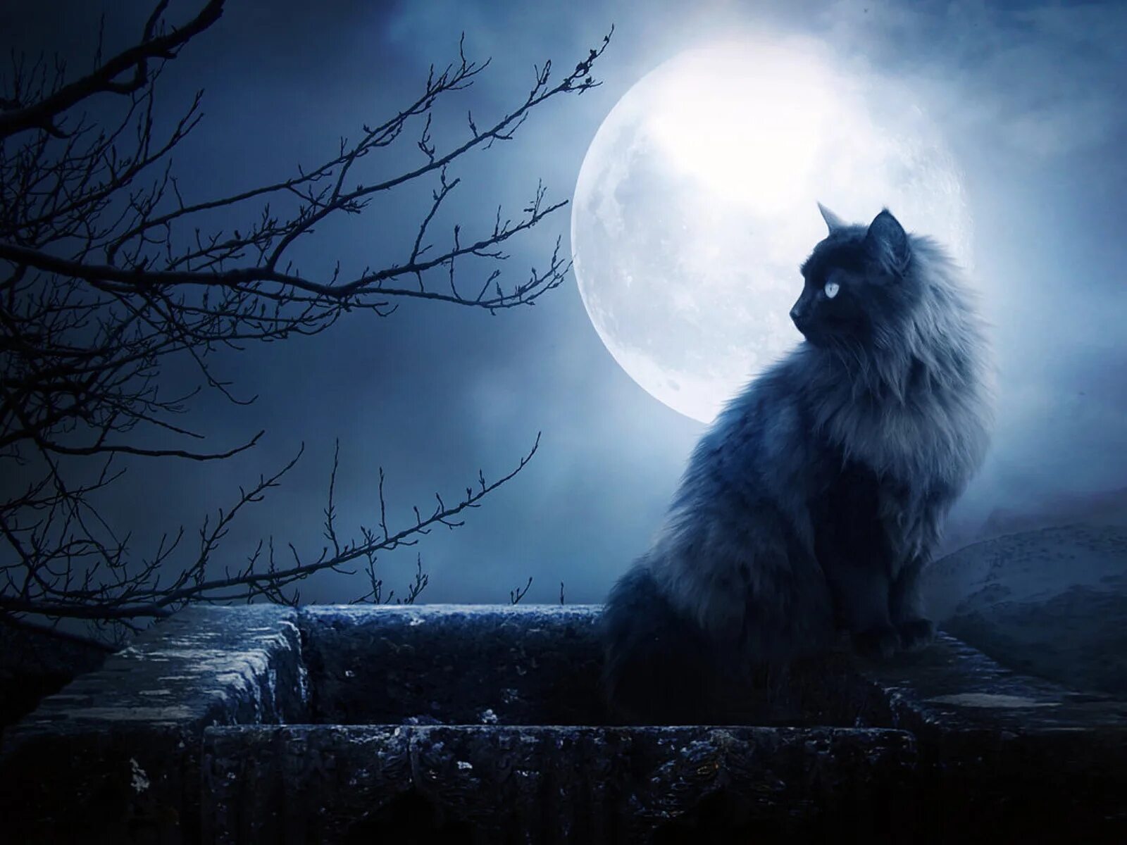 Мистические кошки. "Лунный кот". Кот на Луне. Полнолуние. Лунной ночью свет загадочно