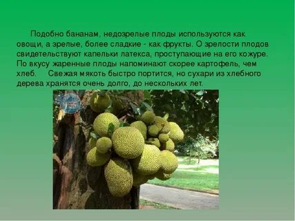 Дерево вкуса