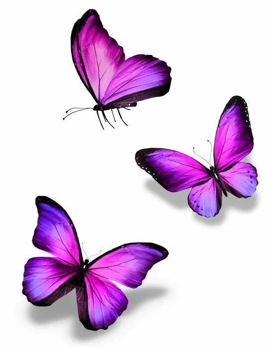 Фиолетовые бабочки картинки. Сиреневые бабочки. Розовые бабочки. Бабочка фиолетовая. Бабочки сиреневые фотопечать.