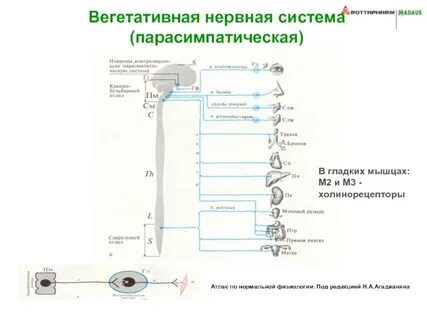 Парасимпатическая нервная система увеличивает