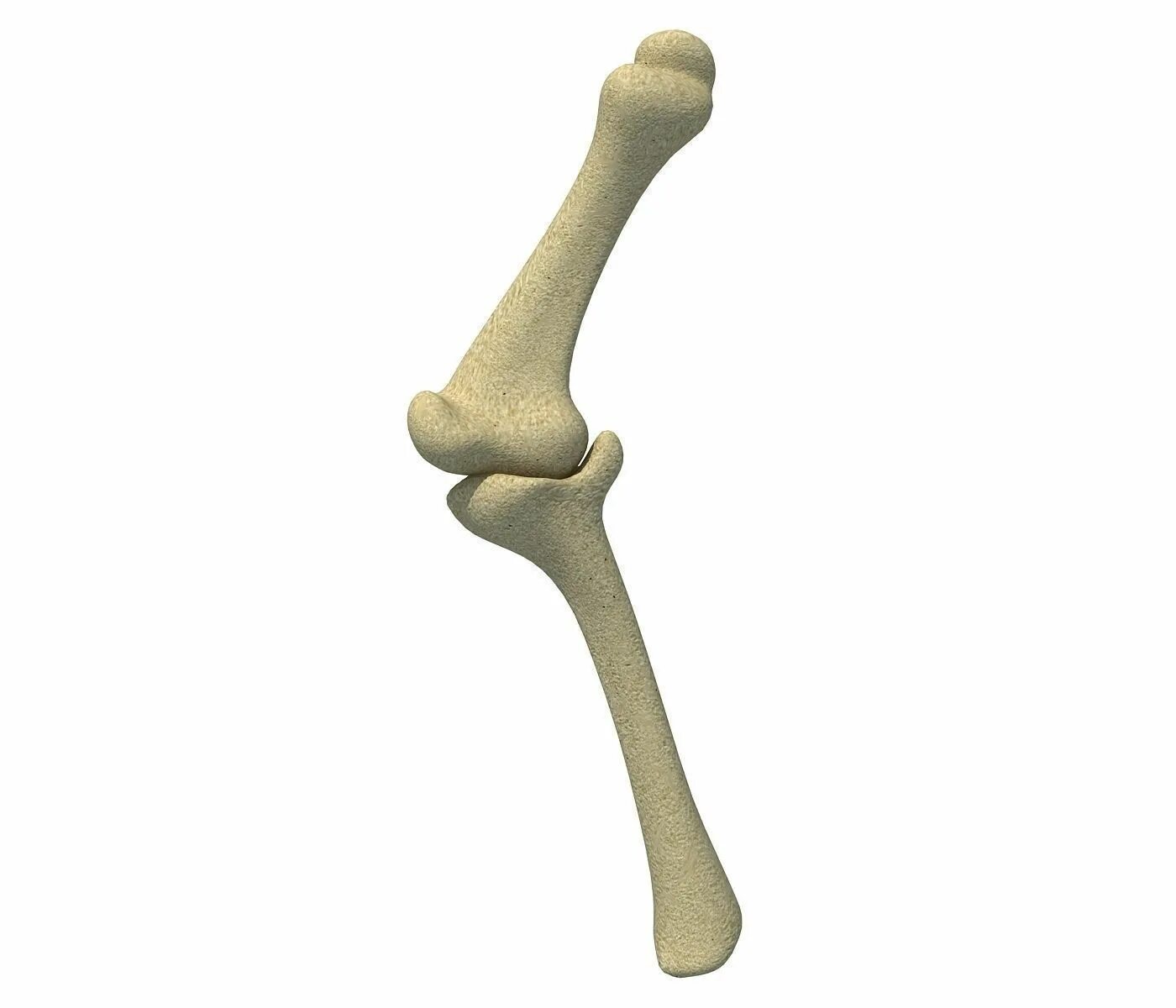 Bone 3d