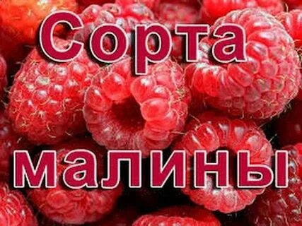 Малина добра