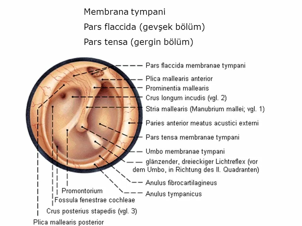 Pars латинский. Membranae tympani. umbo membranae tympani. pars tympani. tympani с латыни.