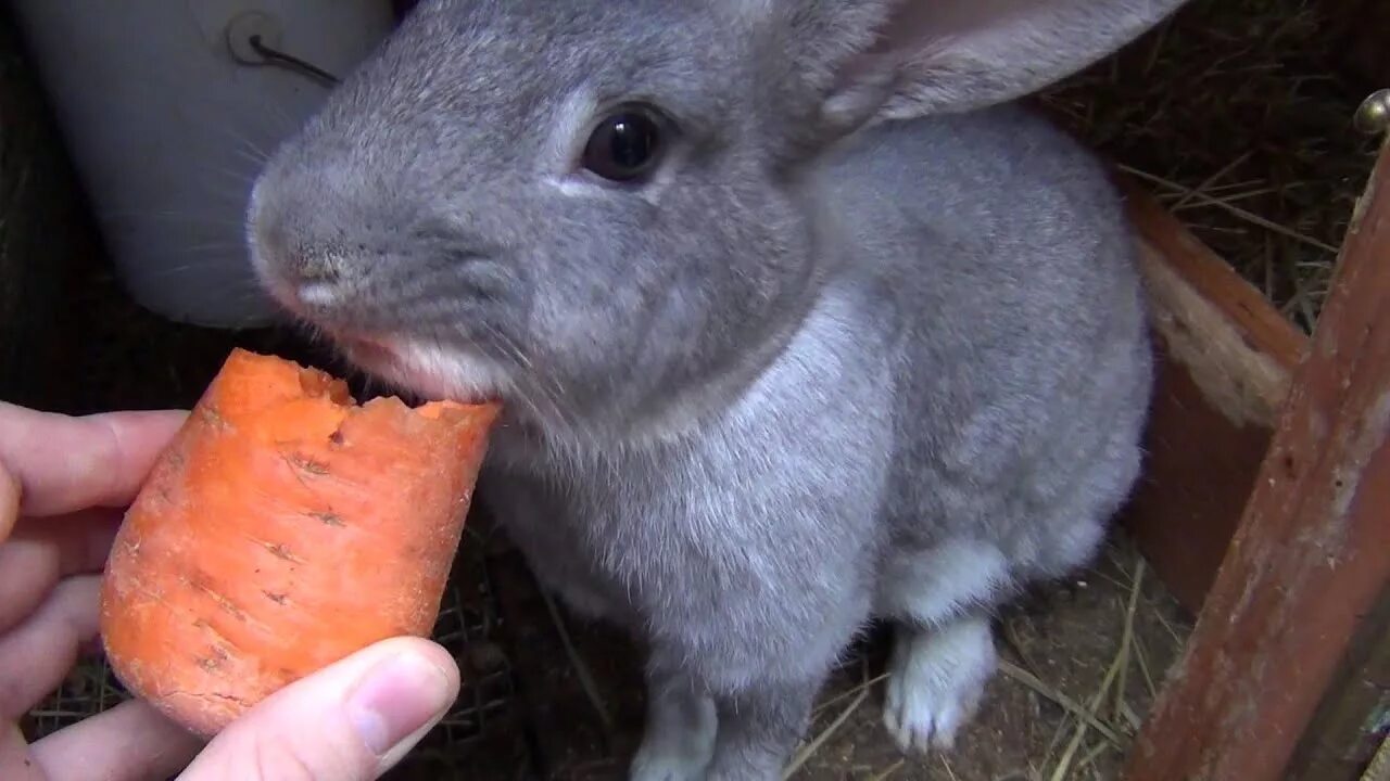 Кролик с морковью. Кролик с морковкой. Кролик ест морковку. Кормление кроликов морковкой. Можно морковь кормящим