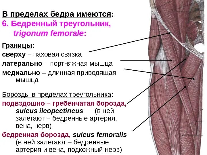 Топографическая анатомия бедренного нерва. Бедренный треугольник мышцы. Паховая связка топографическая анатомия. Бедренный треугольник, Trigonum femorale. Приводящие латынь