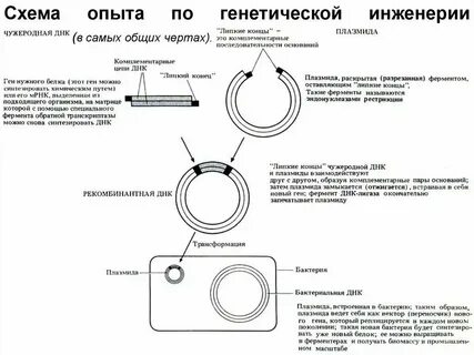 Вставка генов в плазмиду