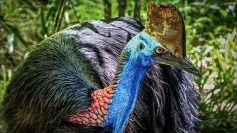 Самая опасная птица в мире