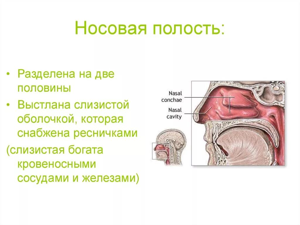 Носовая полость. Носовая полость разделена. Носовая полость человека.