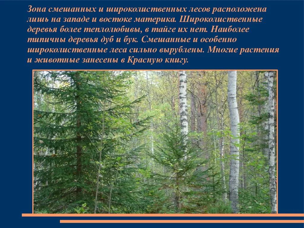 Урок смешанные и широколиственные леса 8 класс. Зона лиственных и широколиственных лесов. Смешанные и широколиственные леса. Смешанные и широколиственные леса России. Зона лесов смешанные широколиственные.