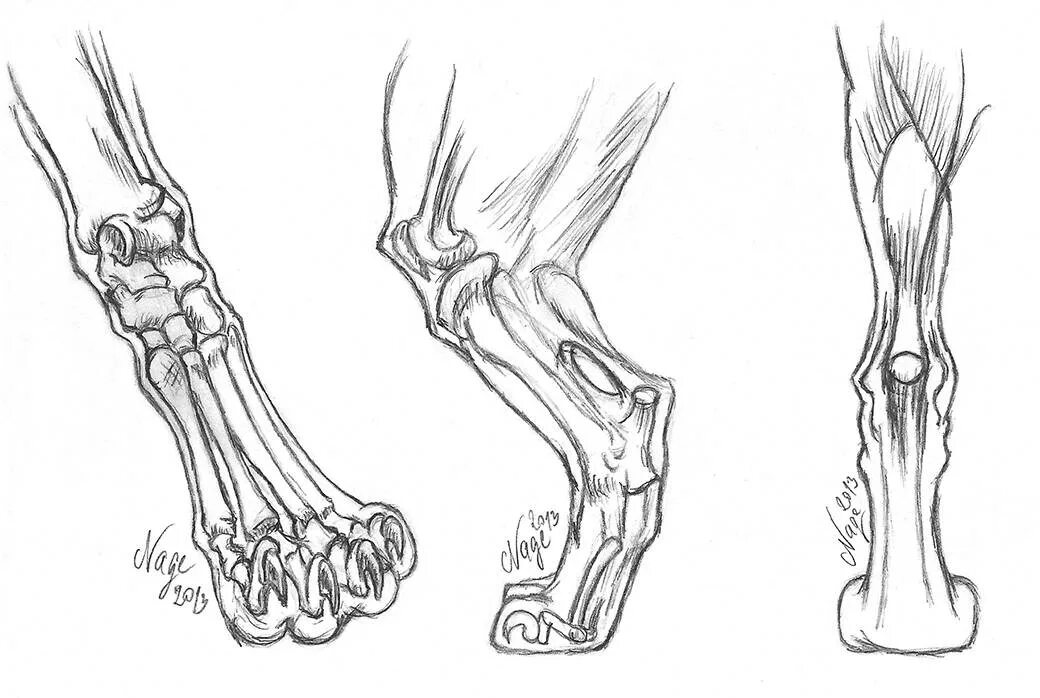 Строение лапок. Строение лапы кошки кости. Кости задних конечностей кошек анатомия. Скелет задней конечности кошки. Строение скелета кошки задние лапы.
