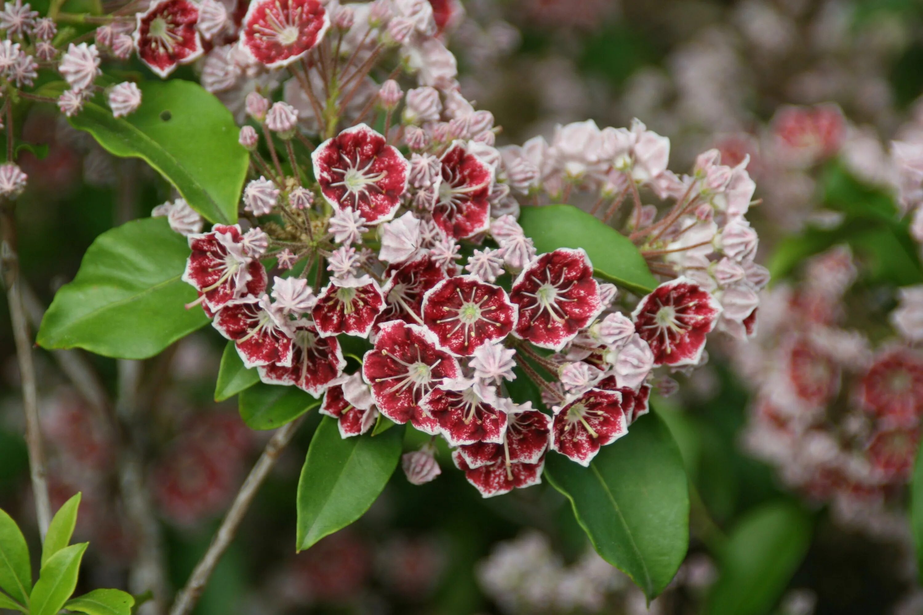 Georgia Shade-Loving Native Shrubs in 2023 Shrubs, Native plants, Plant species