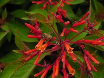 Scarletbush