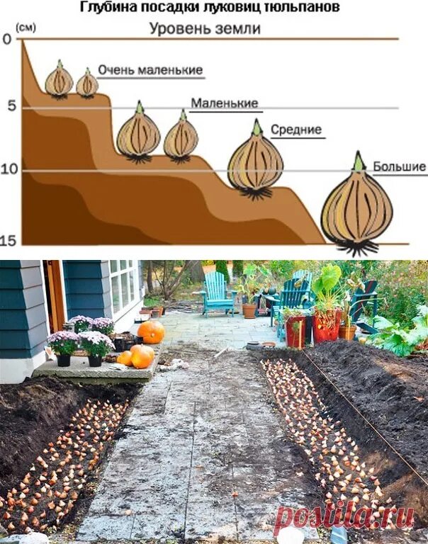 Тюльпаны какая почва. Глубина посадки луковиц тюльпанов. Глубина заделки луковиц тюльпанов. Глубина высаживания луковиц тюльпанов осенью. Глубина высадки луковиц тюльпанов.