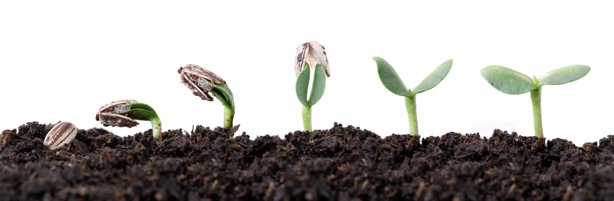 Этапы роста подсолнуха. Семя проросток цветущее растение. Проросток рассада ортон. Стадии роста семечка. Семена рост.