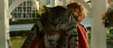 Кошка полночь