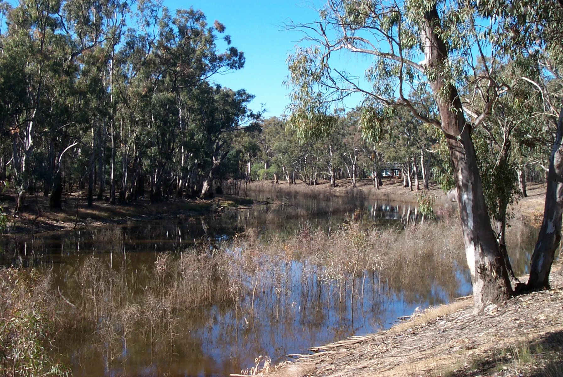 Река дарлинг полноводна круглый. Река Муррей в Австралии. Муррей и Дарлинг. Реки Дарлинг и Муррей. Река Дарлинг в Австралии.
