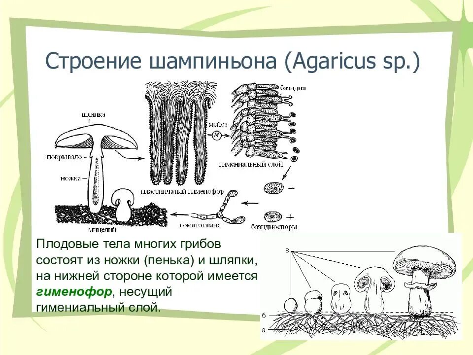 Строение шляпочного гриба шампиньона. Строение грибницы грибов. Строение плодового тела шампиньона. Строение шляпочного гриба мицелий.