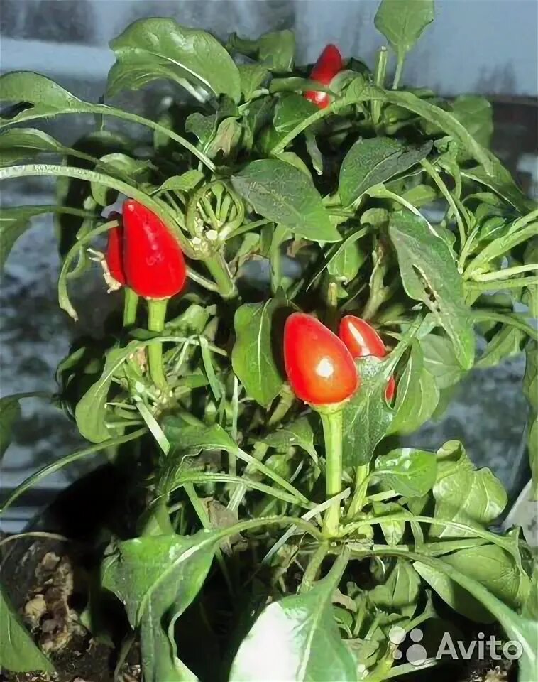 Куст горького перца: найдено 90 изображений