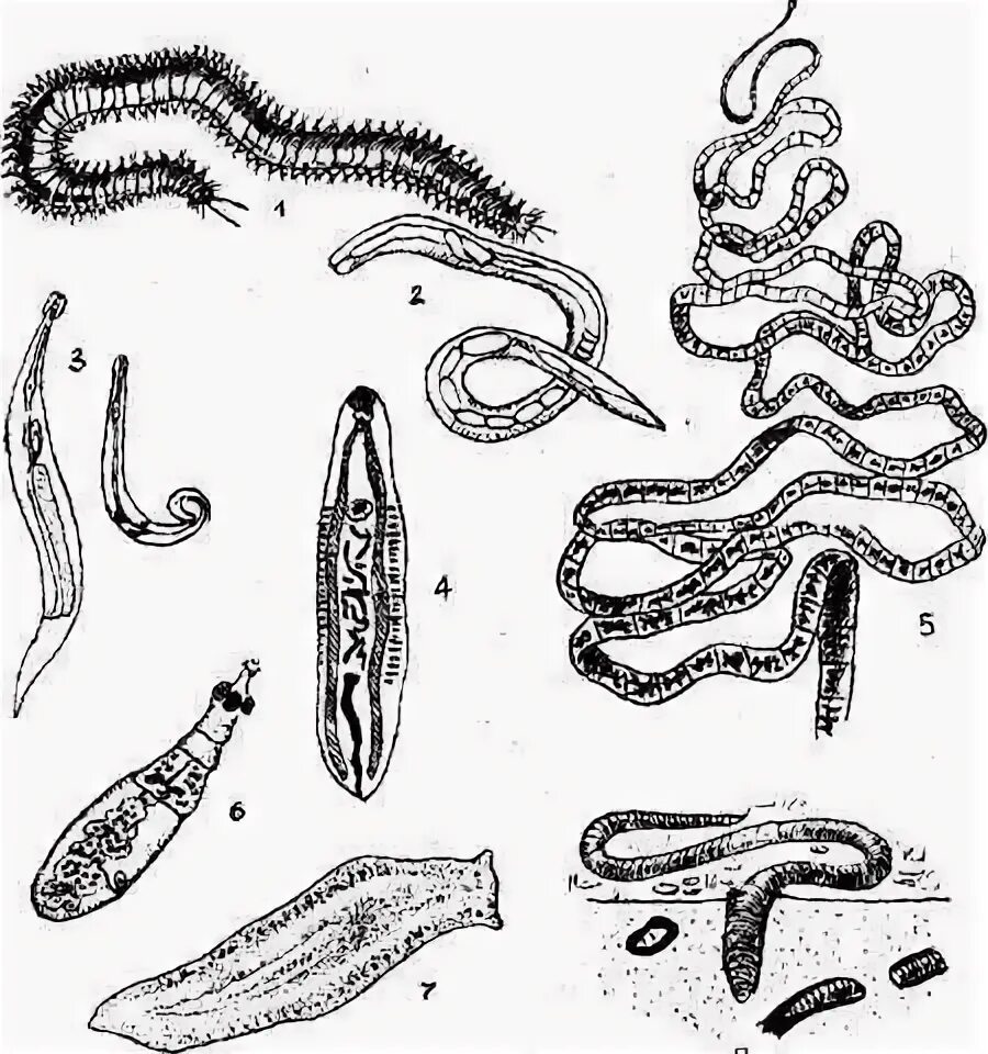 Тест черви егэ. Паразитические кольчатые черви. Кольчатые черви эндопаразиты. Черви паразиты кольчатые черви. Кольчатые черви гельминты.