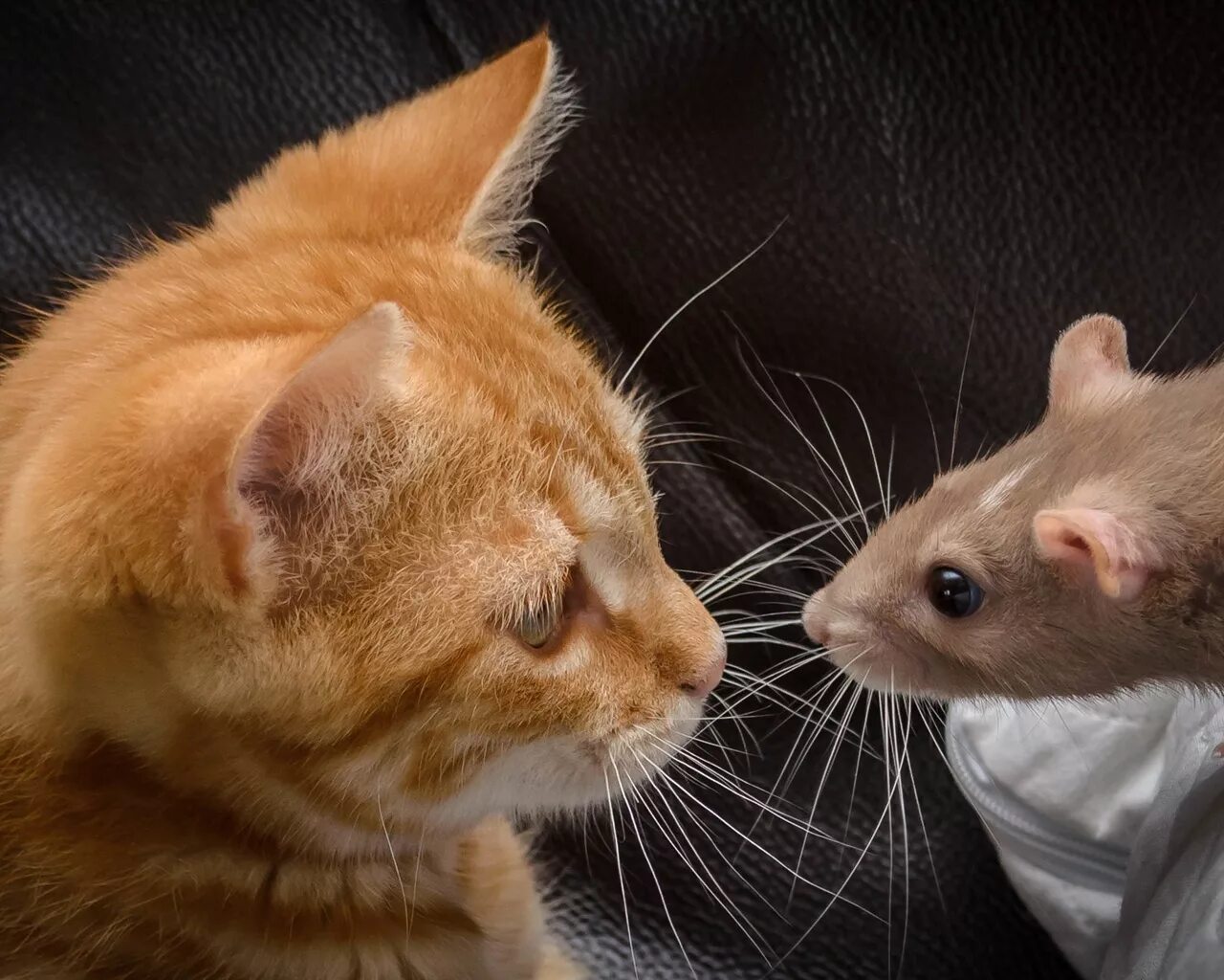 Кошки-мышки. Кот и мыши. Кот и крыса. Рыжий кот и мышь. Кошечку мышку