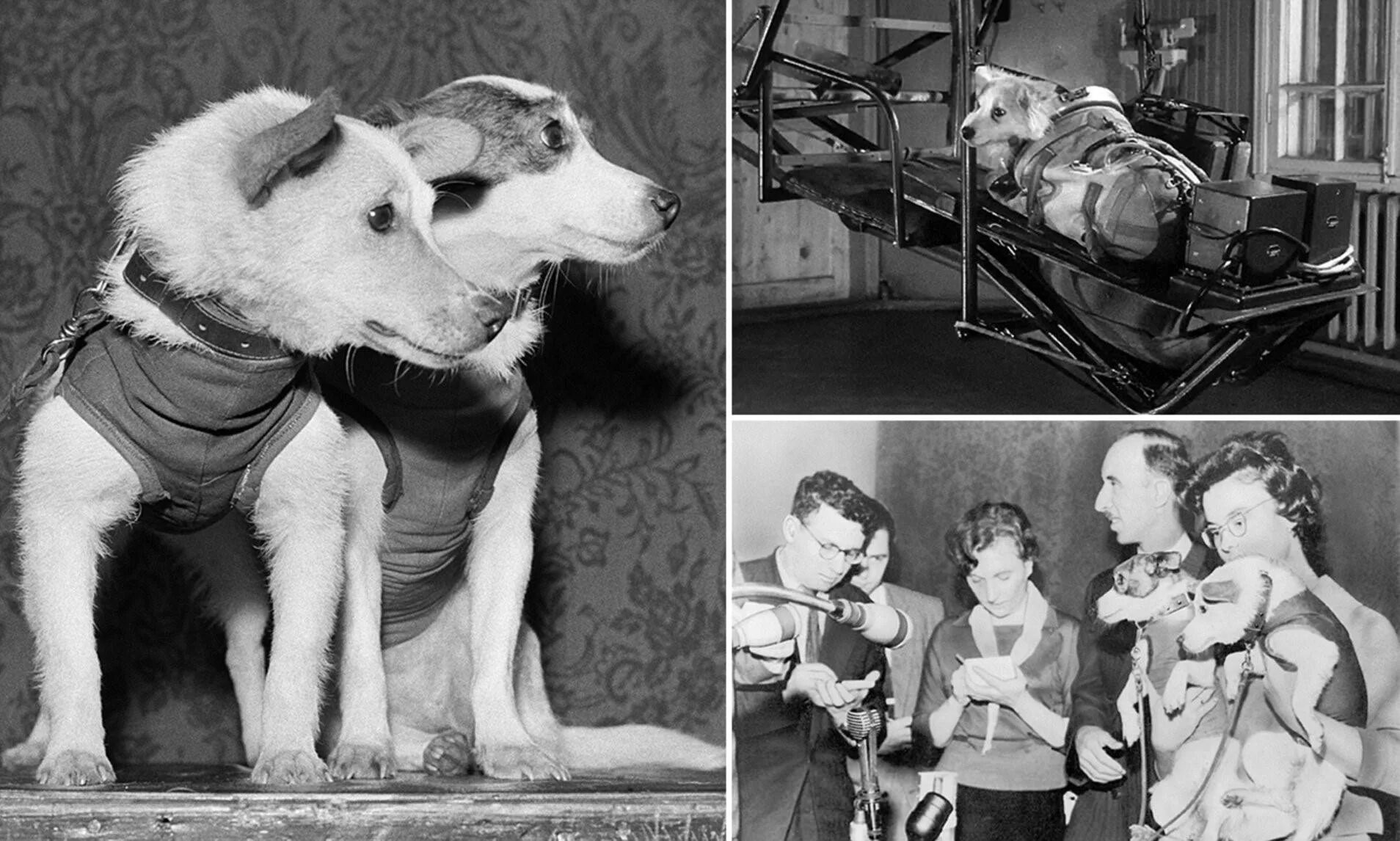 Собаки которые полетели в космос. Белка и стрелка 1960. полёт белки и стрелки в космос. собаки в космосе полет белки и стрелки. белка и стрелка которые летали в космос в 1961.