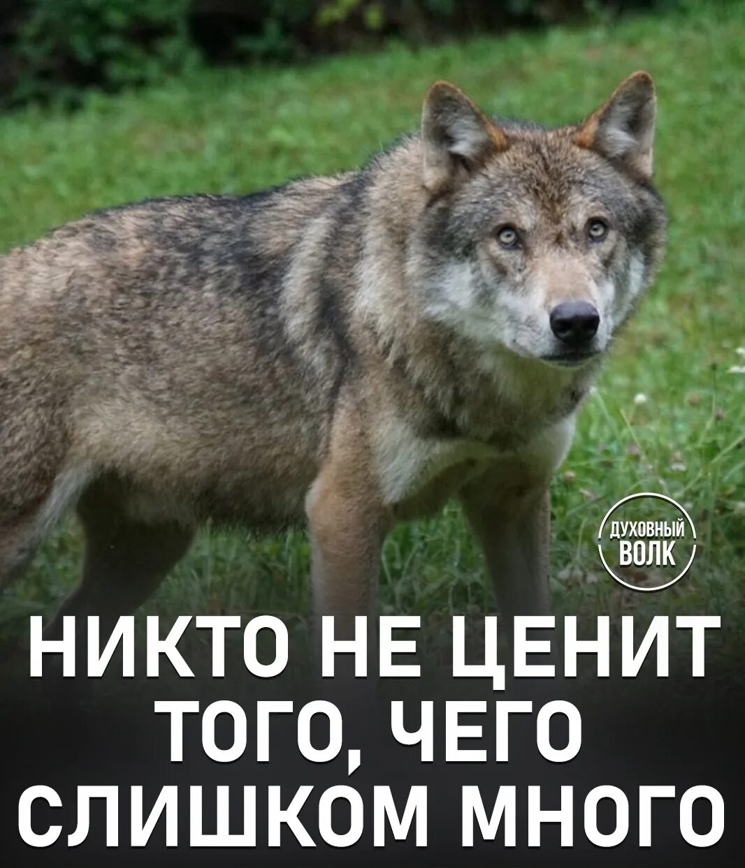 Тип волчьи