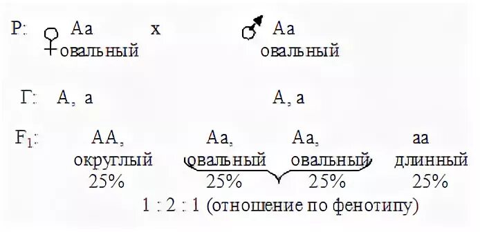 Определите фенотип томата