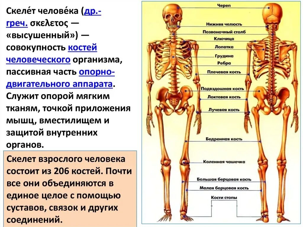 Строение костей человека спереди. Скелет название костей основные. Строение человеческого скелета.