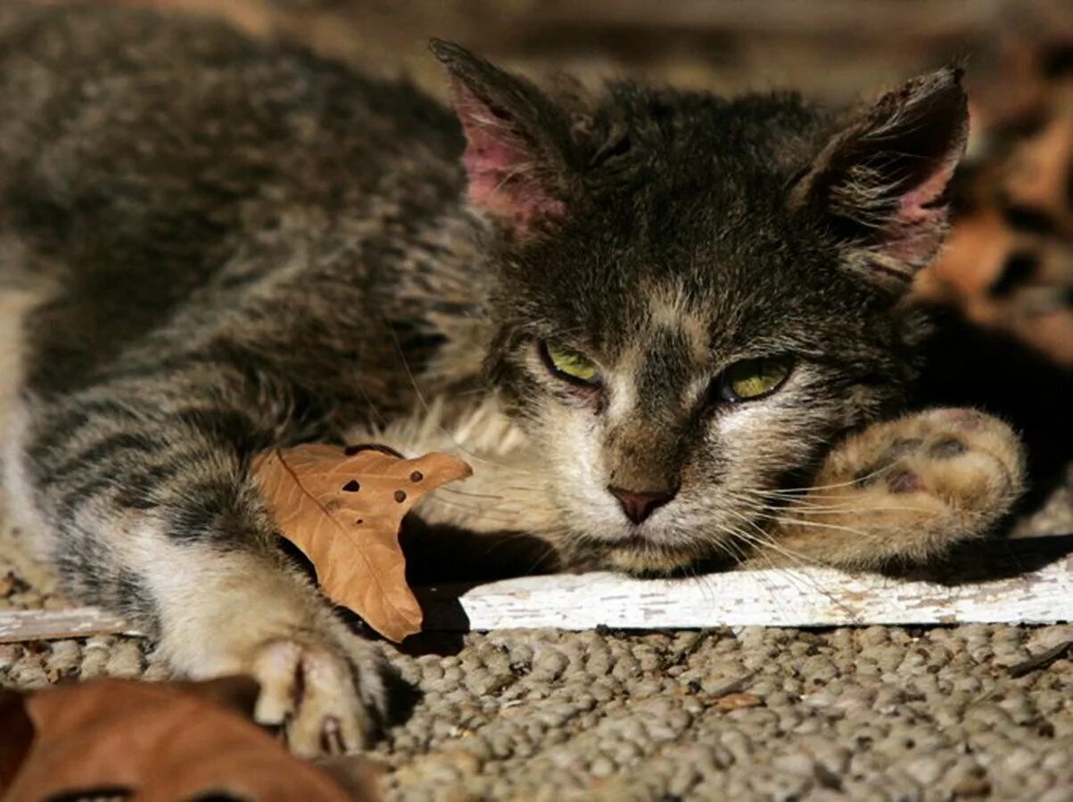 Старый кот ничего есть. Котик после обеда. Кот не ест. Седой кот. Кошка поппи.
