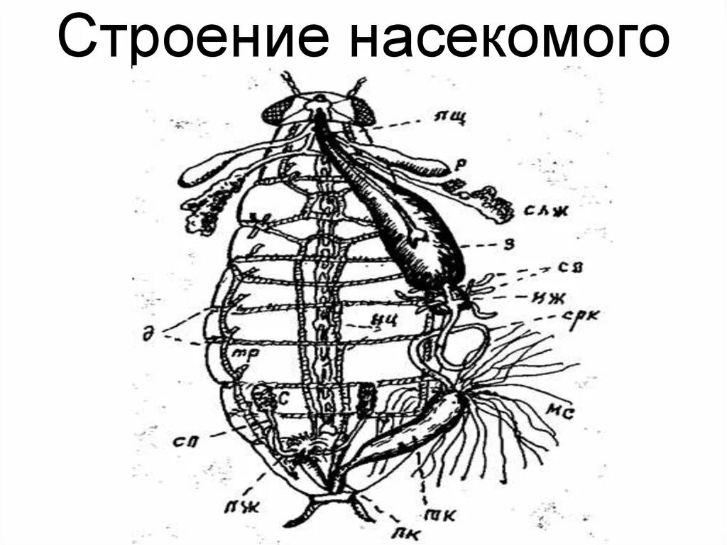 Структура насекомых. Внешнее строение насекомых. внутреннее строение насекомых. строение насекомого схема. строение насекомого без подписей.