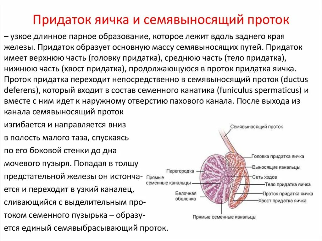 Какую функцию выполняет яичко