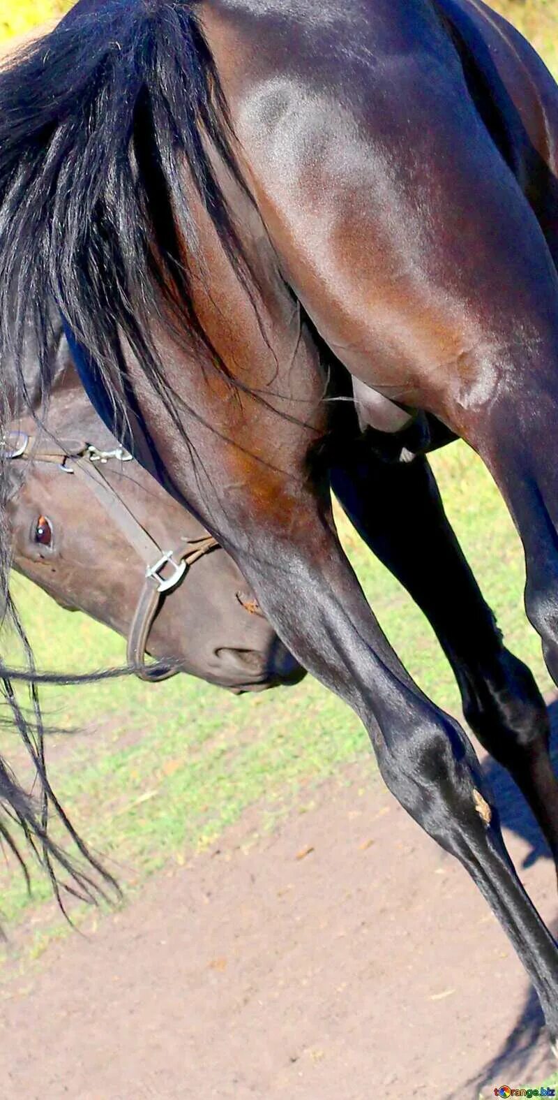 Free Images : rein, stallion, horses, mare, jockey, western riding, equestrianis