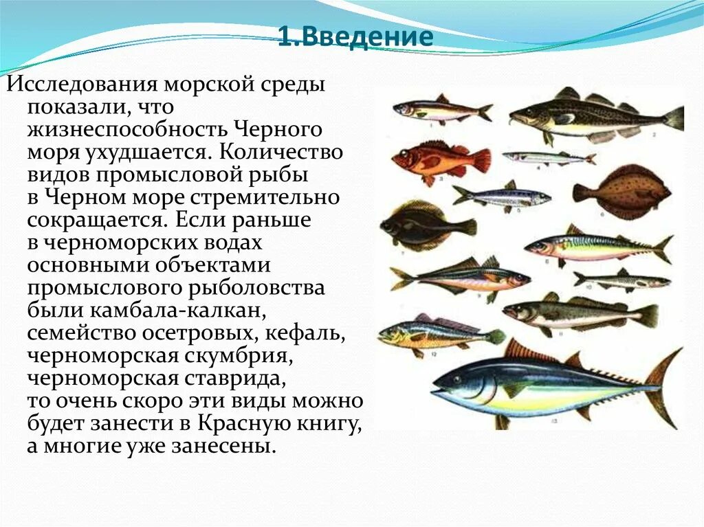 Рыба семейства тресковых морская. Рыба тресковых пород названия. Название промысловых рыб. Виды рыб в черном море. Назови морскую рыбу