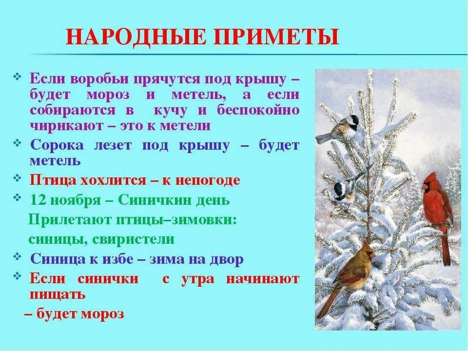 Приметы на зимнюю тему. Народные приметы о зиме. Народные приметы про птиц. Приметы о зимующих птицах для дошкольников. Приметы для детей про зимующих птиц.