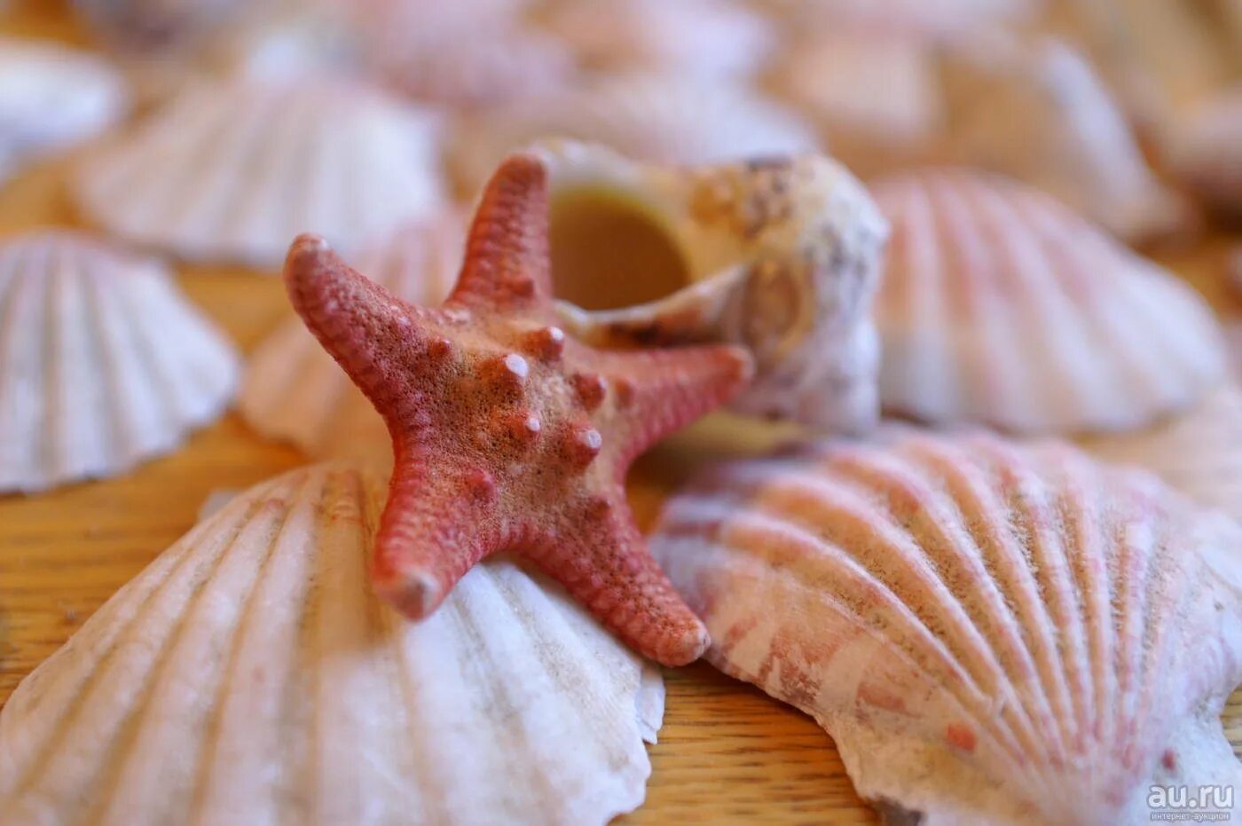 Моллюска mytilus edulis. Съедобные двустворчатые моллюски. Сердцевидка ламарка моллюск. Устрицы мидии морские гребешки. Съедобное море.