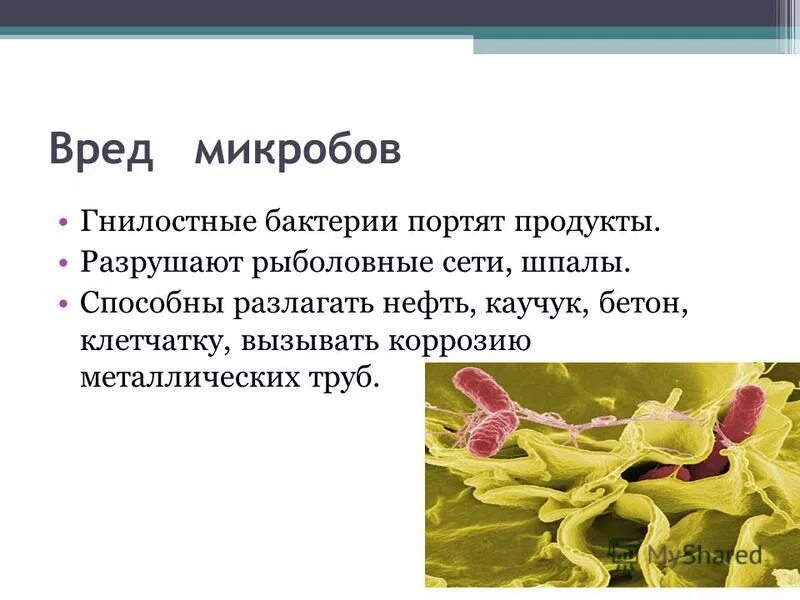 Вред наносимый бактериями. Вред от бактерий. Вредные бактерии в природе. Польза бактерий. Польза и вред бактерий.