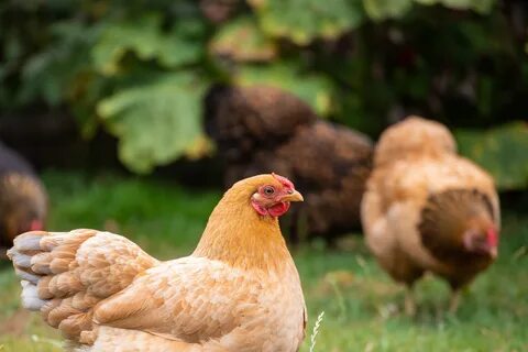 Two chickens