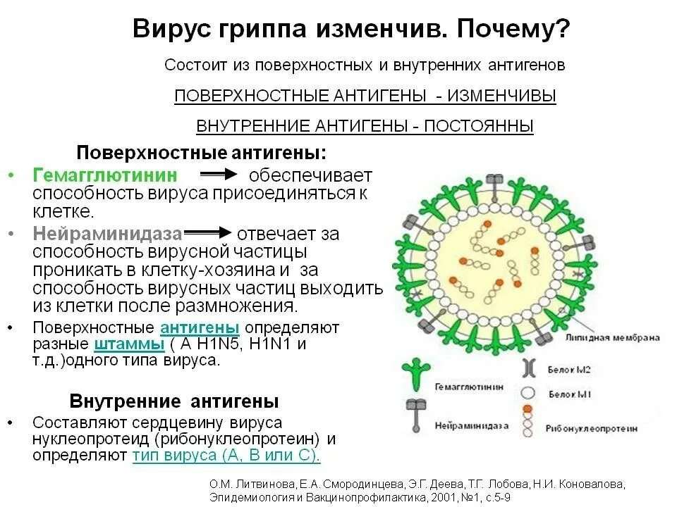 Строение вируса гриппа антигены. Антигенная структура вирусной частицы микробиология. Антигенная структура вируса гриппа. Структура вируса гриппа микробиология. Варианты вируса гриппа