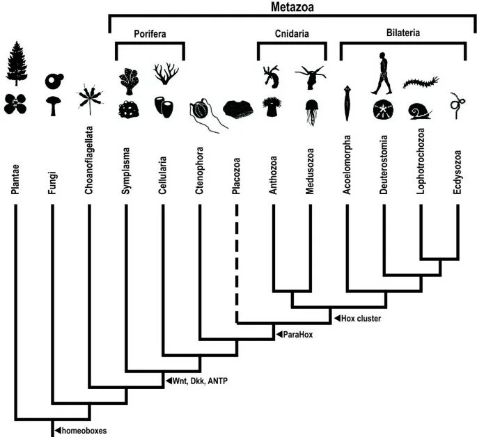Эволюционное Древо животных. Систематика метазоа. Классификация Metazoa. Эволюция Metazoa. Эволюция древа 178