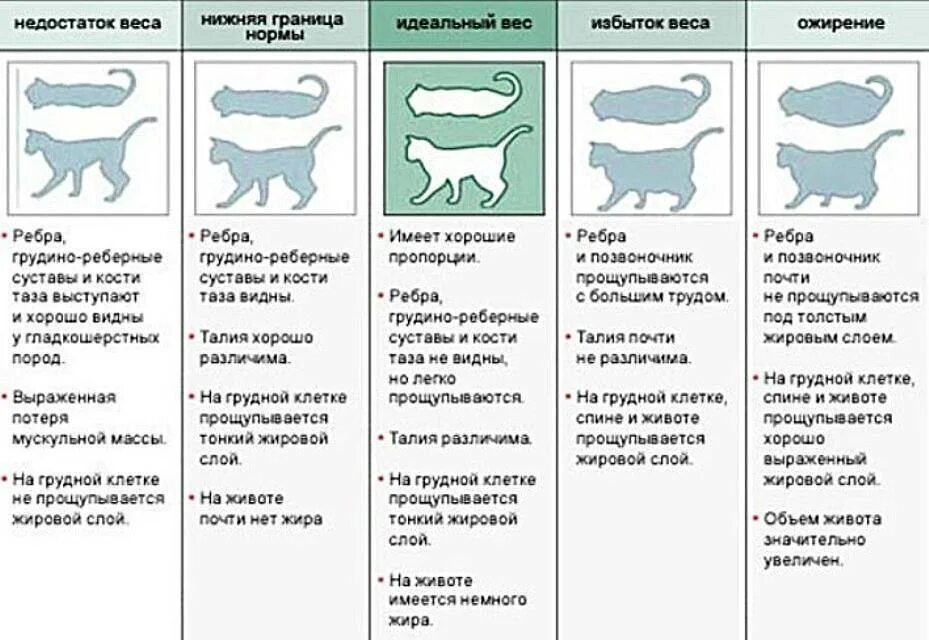 Нормы веса шотландских котят по месяцам таблица. Вес британского кота по месяцам таблица. Степень ожирения кошек таблица. Норма веса кошки по возрасту.