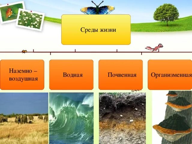 Особенность среды водная наземно воздушная почвенная организменная