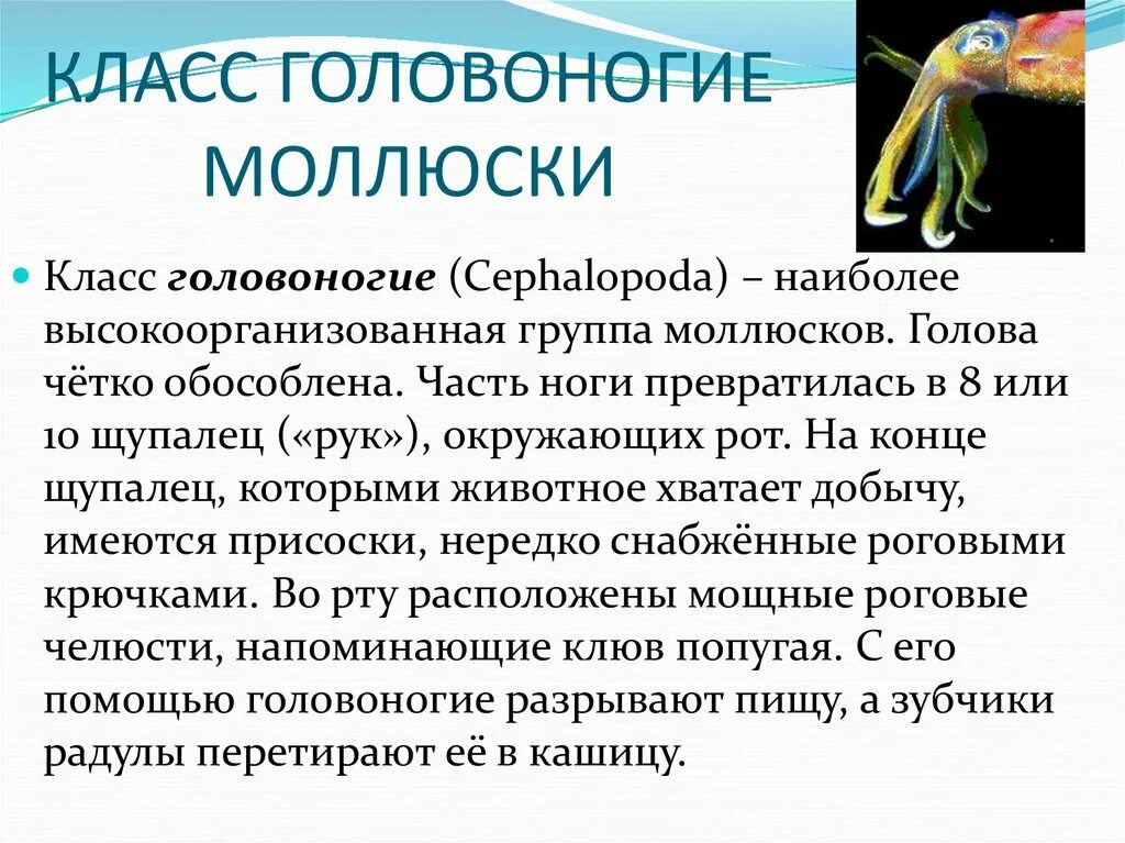Характеристика класса головоногие. Класс головоногие моллюски 7 класс биология. систематика головоногих моллюсков 7 класс. класс головоногиемоллбск. класс головоногие моллюски кратко.