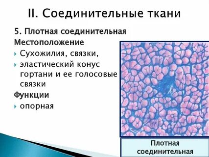 Особенности плотной соединительной