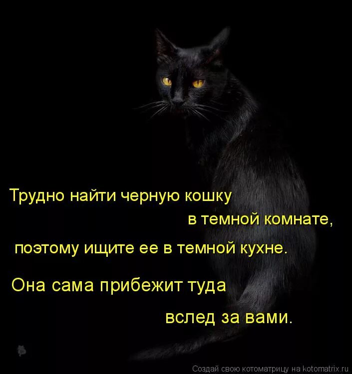 Ищу черную кошку