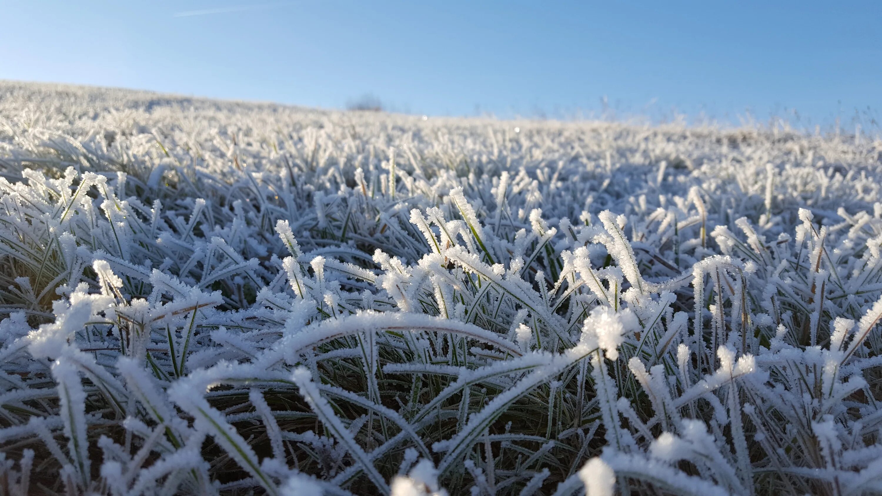 Заморозки. Иней на траве. Весенние заморозки. Заморозки май. Иней на травке.