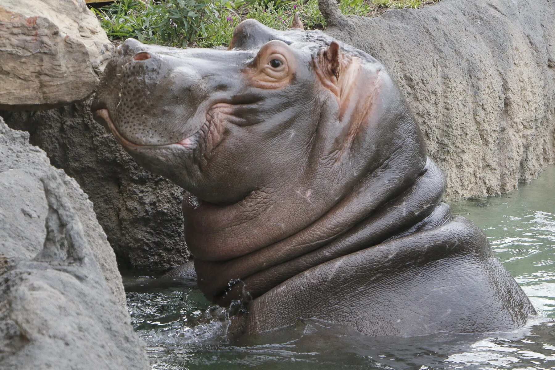 Норта hippo. Hippo cat. cat riding hippo. фото зоо жирные красавицы. dolph the fascist hippo.