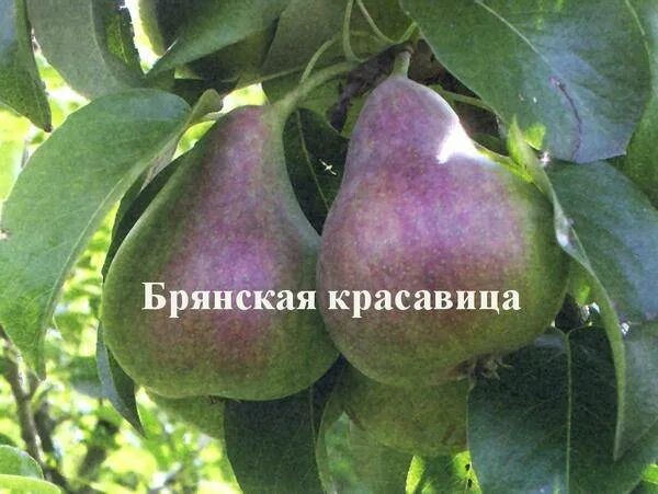 Брянская красавица описание сорта. Груша брянская красавица. груша брянская красавица дерево. груша брянская красавица описание сорта. груша брянская красавица высота.