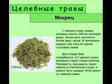 Польза и вред мокрицы трава