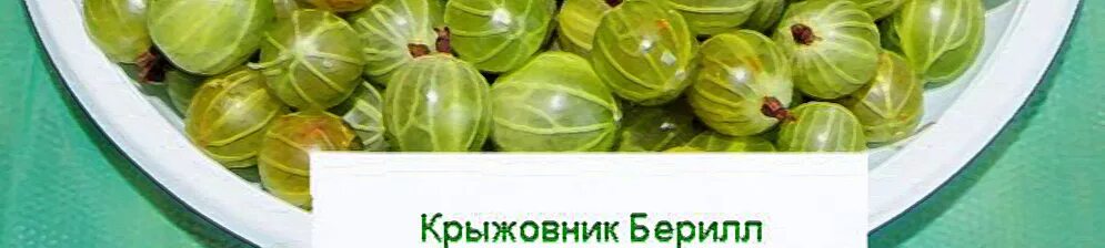 Купить саженцы Крыжовник Берилл в Москве и РФ. Описание сорта. Пункты самовывоза